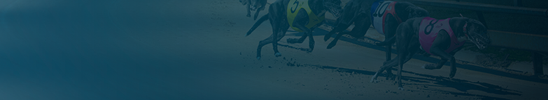 thedogs - Nowra 12 February 2026 Race 4